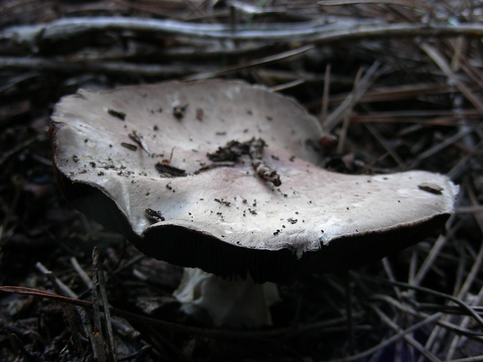 881 Dicembre vecchio ritrovamento